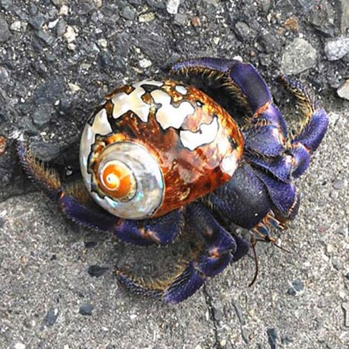 リュウオウスガイ.jpg